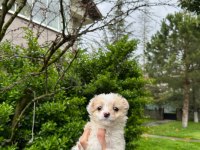 A+ Kalite Maltipoo Yavrularımız 81 ile Gönderim Mevcuttur
