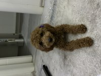 ÇİFTLEŞTİRME İLANI POODLE