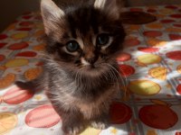 Yavru British Longhair Kedisi