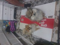Pomeranian Boo Tilki Surat