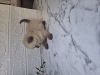 Dişi scottish fold bebeğim
