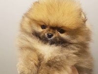 TEDDY BEAR POMERANİAN YAVRULARI