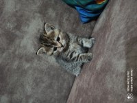 Ücretsiz sahiplendirme british shorthair