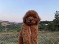 RED BROWN KORE POODLE