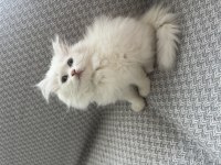 BRİTİSH LONGHAİR 2 AYLIK DİŞİ