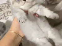BİRİTİSH KARDEŞ KEDİLERİMİZ