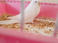 Dişi kırmızı göz yavru muhabbet kuşu