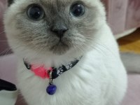Scottish fold blue point