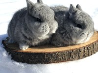 Cüce bebeklerimiz (chinchilla)