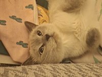 British blue point dişi kedimiz