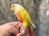 YAVRU SUNCHECK KONUR PAPAĞANI