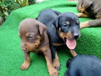 Estetikli Doberman Yavrular