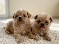 Ankarada ziyarete açık tea cup kore maltipoo