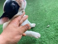 French bulldog yavrular ırk sağlık garantili