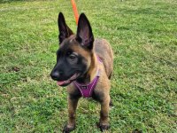 4 aylık son kalite üst düzey malinois