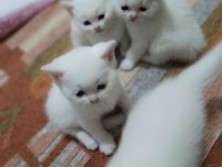 British shorthair 40 günlük