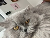 Kısır Dişi British Longhair