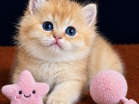 British Shorthair Golden Yavrular