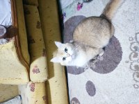 Full Şecereli Ny12 Golden Point British Shorthair Aden