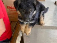 Alman kurdu yavru köpekler