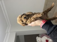 Yavru Toy Poodle