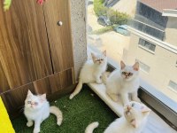 EXOTİC SHORTHAİR İRAN PERSİAN SHOW BEBEKLER
