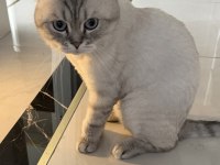 Kedimiz Doby Yuvasını Arıyor