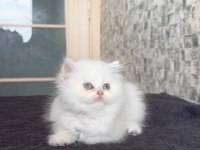 Erkek british longhair