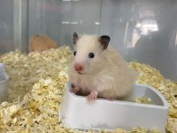 ADRESE TESLİM HAMSTER ŞUBEMİZ MARK ANTALYA ÇOK YAKIN