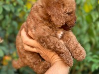Cep boy toy poodle yavrularım