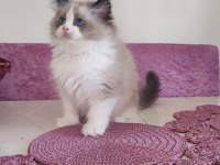 Orijinal Ragdoll Bebekleri