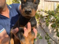 A şecereli anne ve babadan üst düzeyde kaliteli dobermanlar