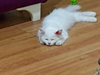 İran kedisi 1,5 aylık