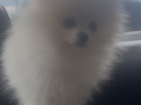 0 numara 5 aylık dişi pomeranian