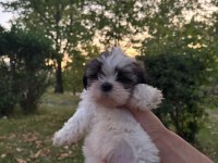 YAVRU SHİH TZU SAHİPLENDİRİLECEK