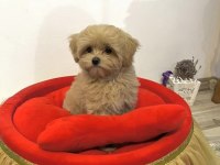 BABY FACE MALTİPOO YAVRULARIMIZ