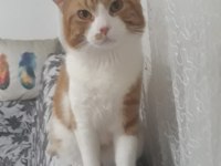 Konak zeyntinlik tekir