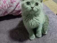 YENİ YUVALARINA GİTMEYE HAZIR BRİTİSH SHORTHAİR KEDİLER