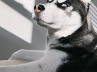 Husky Safkan