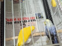 Kaliteli muhabbet kuşları