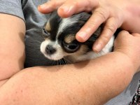 Mini Boy Erkek Chihuahua | Aşıları Tam | Ev Üretimi