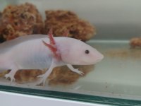 ACİL SATILIK LEUCISTIC AXOLOTL YEM VE AKVARYUMLA BIRLIKTE