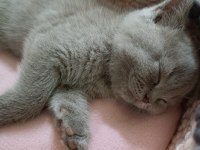 British shorthair 3 aylık erkek dişi yavru