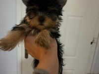Miniminik bir yorkshire terrier kız