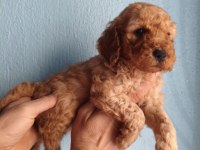Toy poodle yavrular ırk sağlık garantili