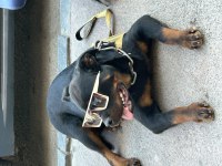 Alman Irkı Rottweiler Anne Baba Fotosuda Atılacaktır