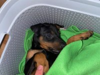 Dişi Doberman 50 Günlük
