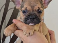 Ev Ortamında Bakılan Renkli Gözlü French Bulldog Yavrularım