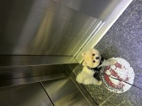 Pomeranian boo köpeğimiz 2 yaşında