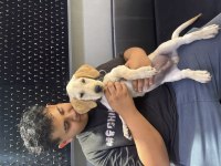 3 aylık karma aşısı yapılmış labrador